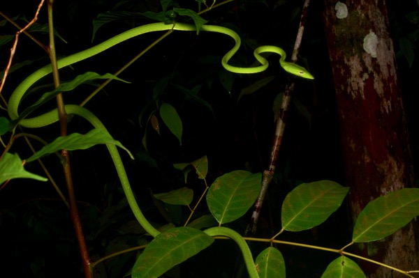 Oriental Whip Snake (Ahaetulla prasina prasina)