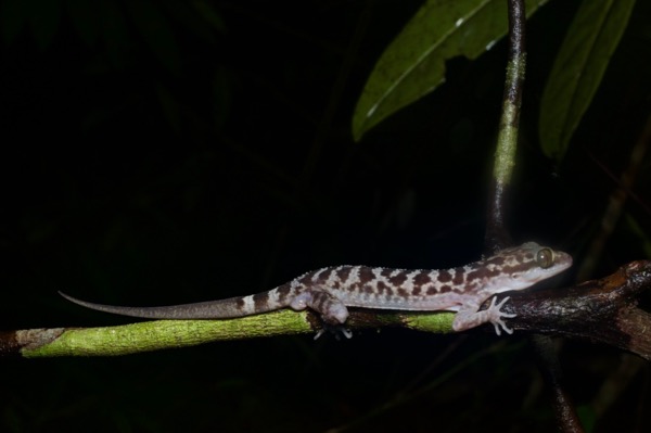 Inger’s Bent-toed Gecko (Cyrtodactylus pubisulcus)