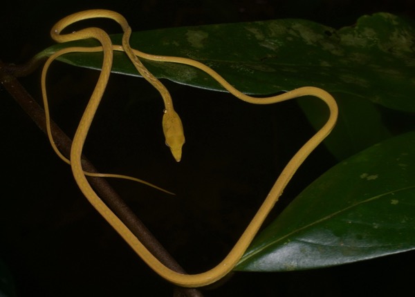 Oriental Whip Snake (Ahaetulla prasina prasina)