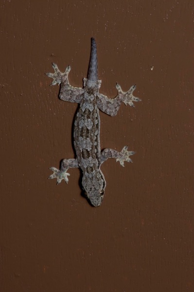 Asian Flat-tailed House Gecko (Hemidactylus platyurus)