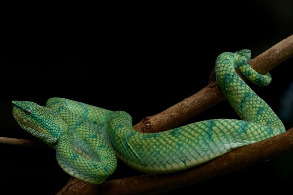 Bornean Keeled Green Pit Viper (Tropidolaemus subannulatus)