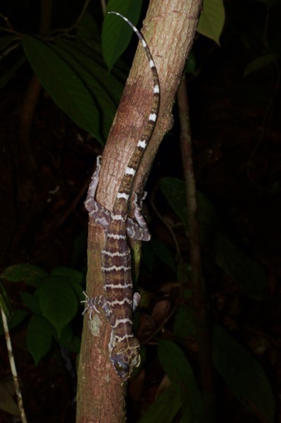 Peters’s Bent-toed Gecko (Cyrtodactylus consobrinus)