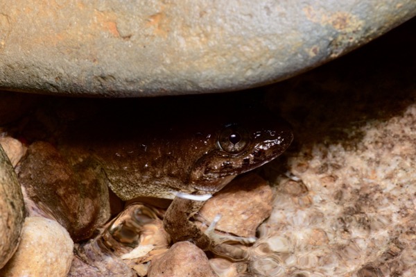 Matang Creek Frog (Limnonectes conspicillatus)
