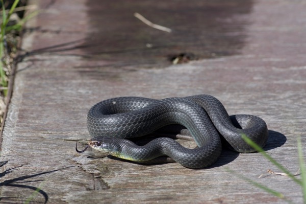 eastern yellow bellied racer