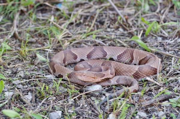 Eastern Copperhead (Agkistrodon contortrix)