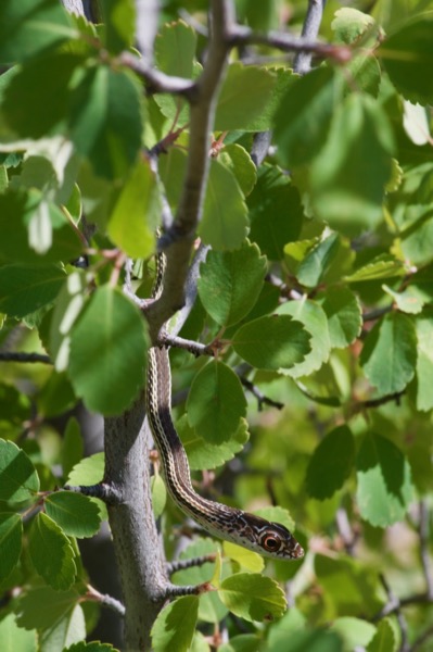 Desert Striped Whipsnake (Masticophis taeniatus taeniatus)