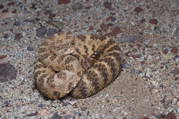 Tiger Rattlesnake (Crotalus tigris)