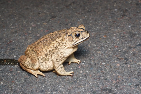 Sinaloa Toad (Incilius mazatlanensis)