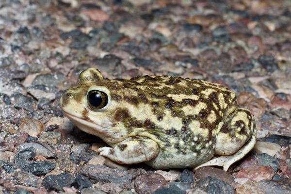 Couch’s Spadefoot (Scaphiopus couchii)