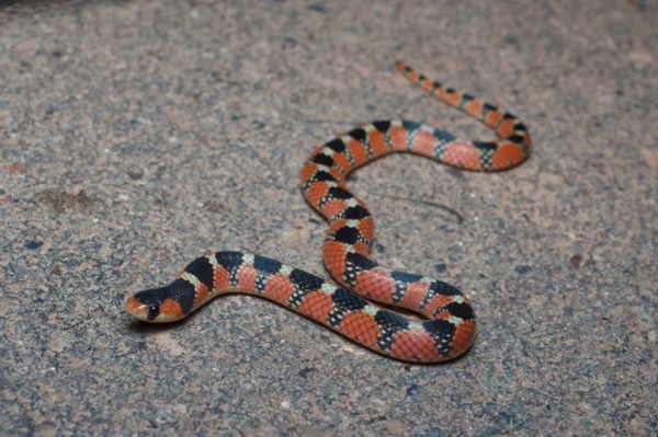 Thornscrub Hook-nosed Snake (Gyalopion quadrangulare)