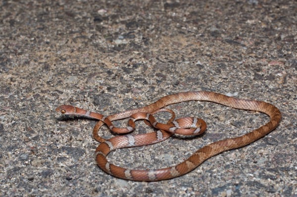 Central American Tree Snake (Imantodes gemmistratus latistratus)