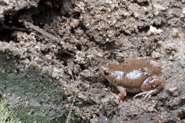 Mazatlan Narrow-mouthed Toad (Gastrophryne mazatlanensis)