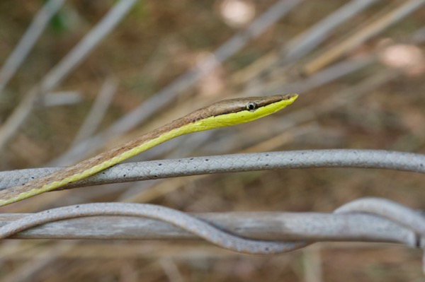 Brown Vinesnake (Oxybelis aeneus)