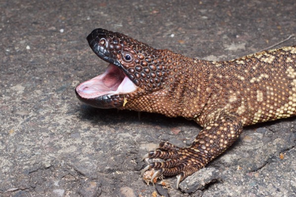 Rio Fuerte Beaded Lizard (Heloderma horridum exasperatum)