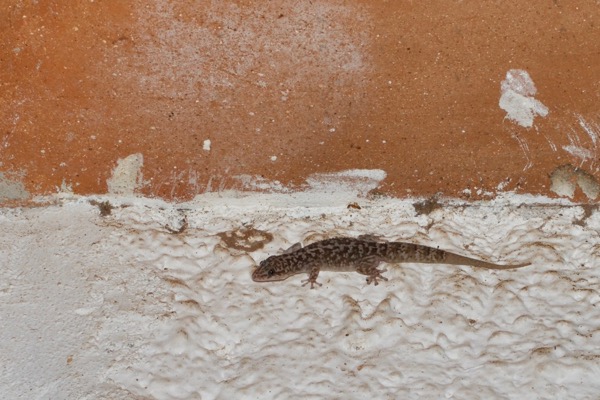 Yellow-bellied Gecko (Phyllodactylus tuberculosus saxatilis)
