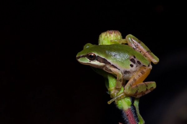 Arizona Treefrog (Hyla wrightorum)