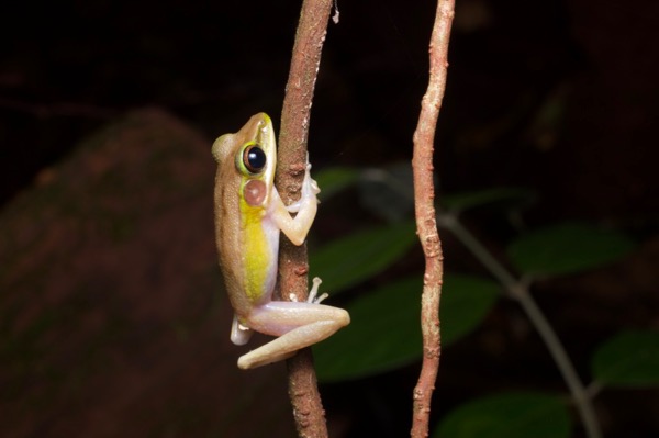Borneo White-lipped Frog (Chalcorana raniceps)