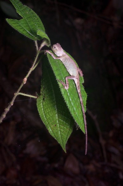 Black-lipped Shrub Lizard (Pelturagonia nigrilabris)
