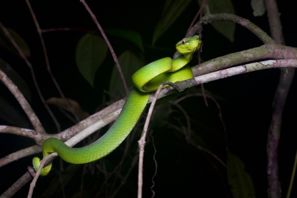 Bornean Keeled Green Pit Viper (Tropidolaemus subannulatus)