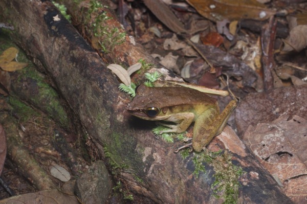 Western Torrent Frog (Meristogenys jerboa)