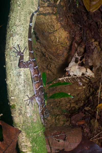 Peters’s Bent-toed Gecko (Cyrtodactylus consobrinus)