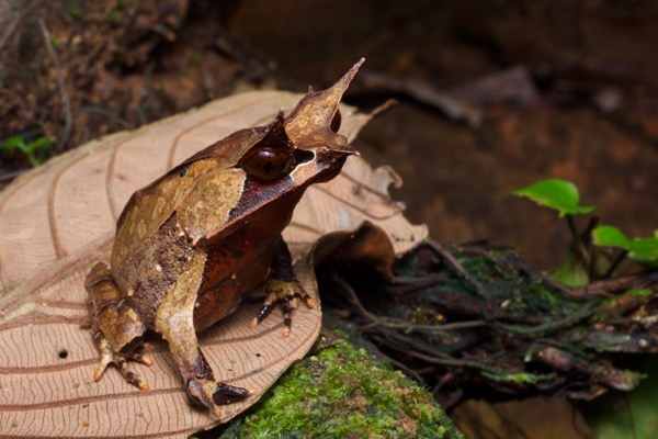 Malayan Horned Frog (Pelobatrachus nasutus)