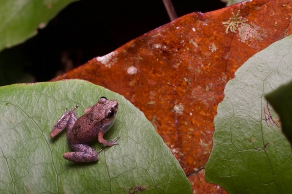 Mjoberg’s Dwarf Litter Frog (Leptobrachella mjobergi)