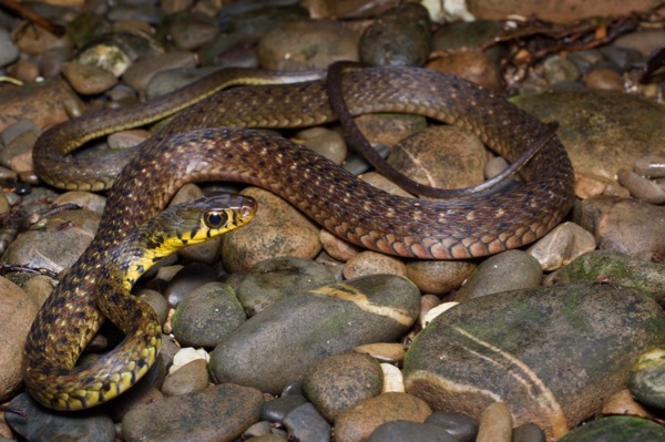 Large-eyed Water Snake (Xenochrophis maculatus)