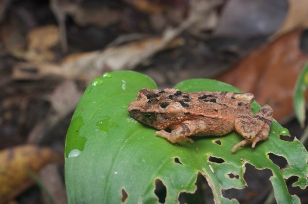 Forest Toad (Ingerophrynus divergens)