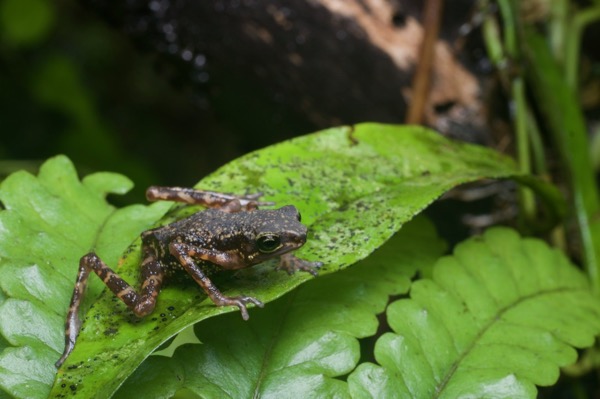 Api Dwarf Toad (Pelophryne api)