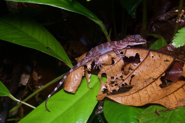 Borneo Bent-toed Gecko (Cyrtodactylus malayanus)