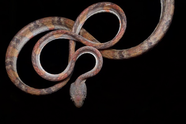 Pale-spotted Cat Snake (Boiga drapiezii)