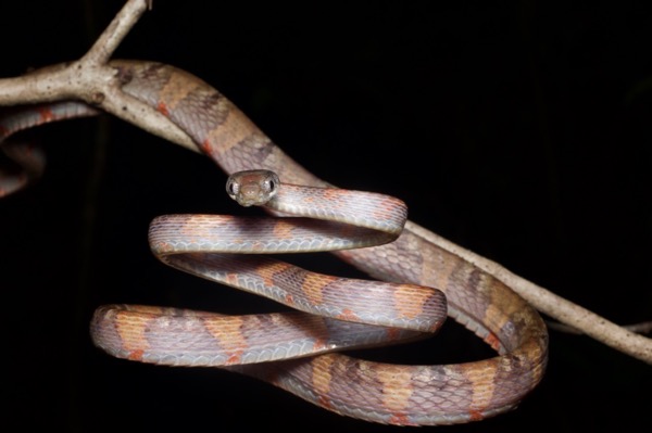 Pale-spotted Cat Snake (Boiga drapiezii)