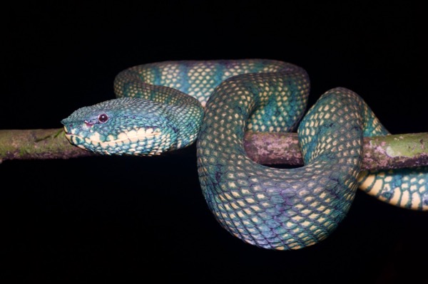 Bornean Keeled Green Pit Viper (Tropidolaemus subannulatus)