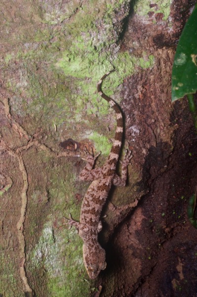 Sabah Bent-toed Gecko (Cyrtodactylus ingeri)