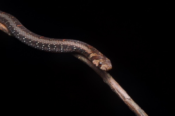 Jeweled Kukri Snake (Oligodon everetti)