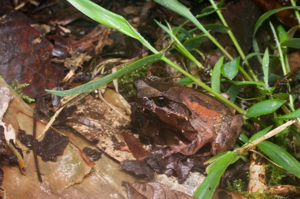 Kinabalu Horned Frog (Pelobatrachus baluensis)