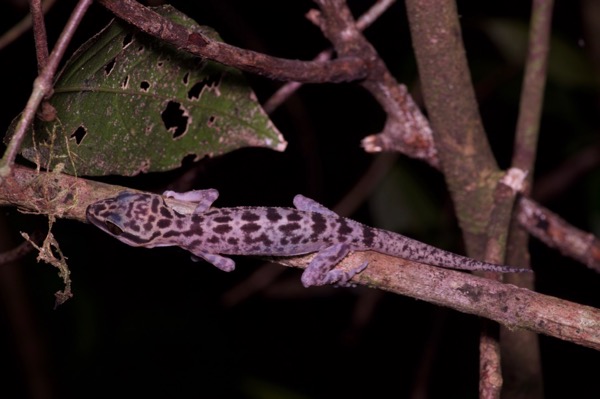 Kinabalu Bent-toed Gecko (Cyrtodactylus baluensis)