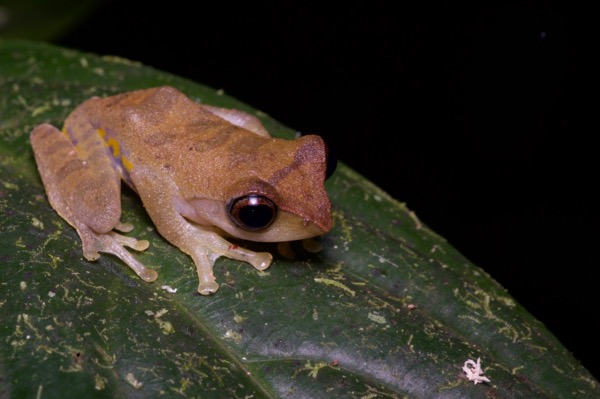 Sharp-nosed Tree Frog (Leptomantis angulirostris)