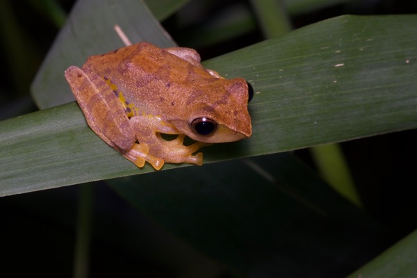 Sharp-nosed Tree Frog (Leptomantis angulirostris)