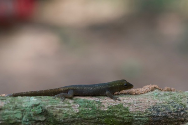Cameroon Dwarf Gecko (Lygodactylus conraui)