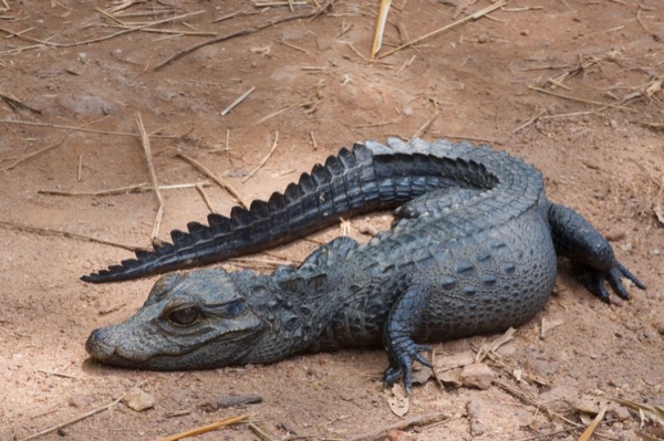 West African Dwarf Crocodile (Osteolaemus tetraspis)
