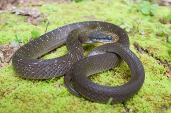 White-lipped Herald Snake (Crotaphopeltis hotamboeia)