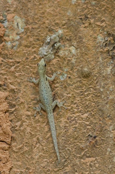 Cameroon Dwarf Gecko (Lygodactylus conraui)