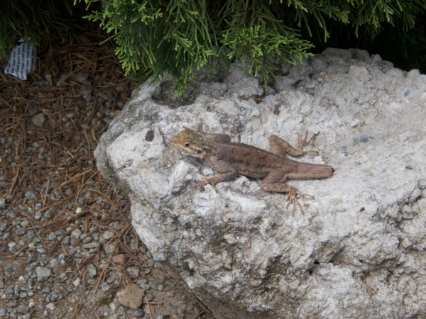 West African Rainbow Lizard (Agama picticauda)