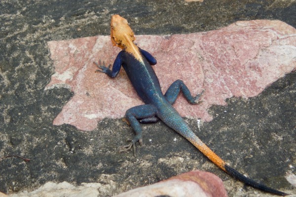 West African Rainbow Lizard (Agama picticauda)