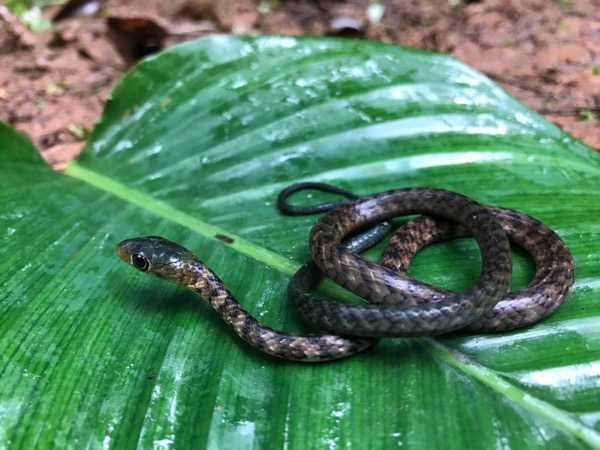 Thirteen-scaled Green Snake (Philothamnus carinatus)
