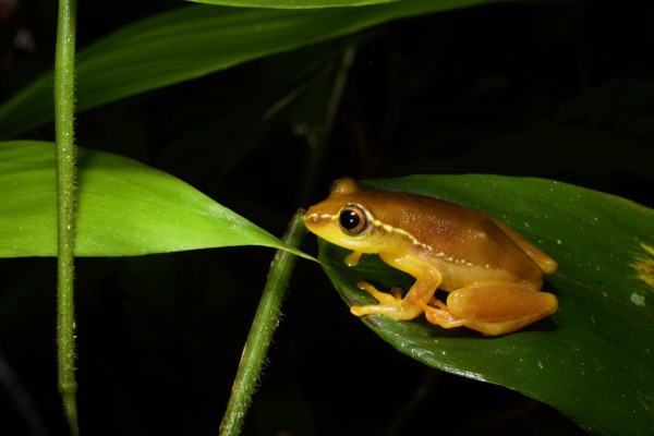 Bobiri Reed Frog (Hyperolius sylvaticus)