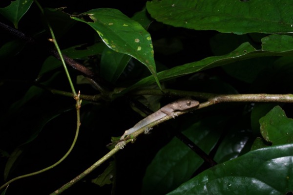 unidentified species (Hemidactylus sp)