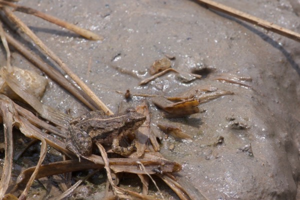 Accra River Frog (Phrynobatrachus accraensis)